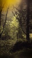 descargar wallpaper de Naturaleza